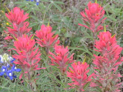 Castilleja lindheimeri