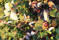 Aria umbellata