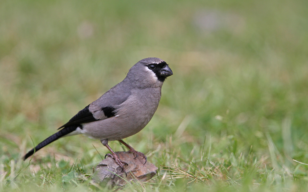 Taiwan Bullfinch
