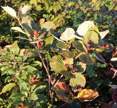 Aria umbellata