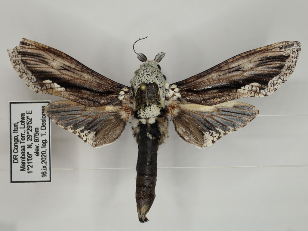 Pseudozeuzera
