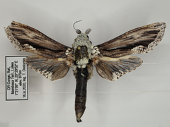 Pseudozeuzera stenlii
