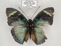 Euphaedra disjuncta disjuncta