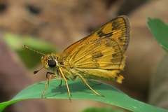 Taractrocera archias