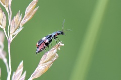 Anthocomus fenestratus