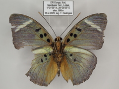 Euphaedra disjuncta disjuncta