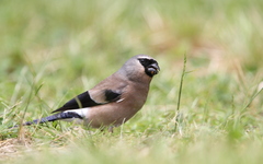 Pyrrhula owstoni