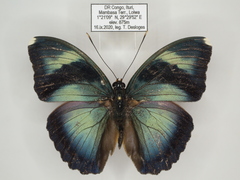 Euphaedra diffusa diffusa
