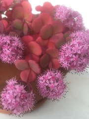 Hylotelephium sieboldii