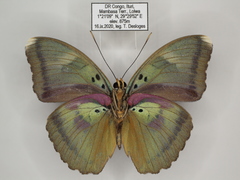 Euphaedra diffusa diffusa