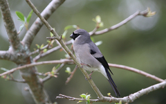 Pyrrhula owstoni