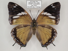 Charaxes cedreatis