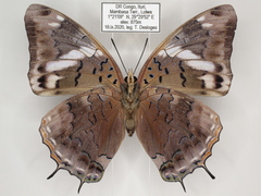 Charaxes cedreatis