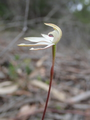 Caladenia gracilis