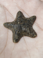 Aquilonastra