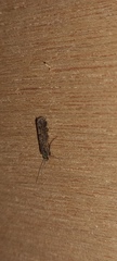 Annulipalpia