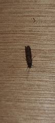 Annulipalpia
