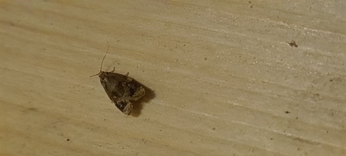 Red-barred Tortrix, De Marne, Groningen, Netherlands, photo 6 of 10