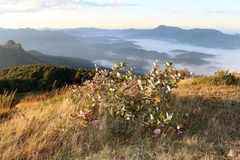 Aria umbellata