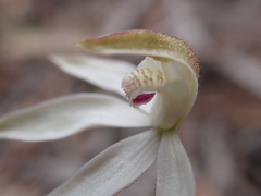 Caladenia gracilis