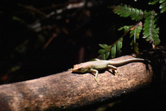 Emoia samoensis