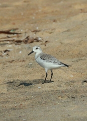 Calidris alba