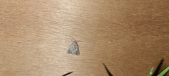 Mesoligia furuncula