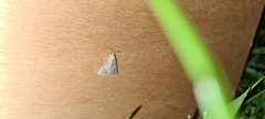 Mesoligia furuncula