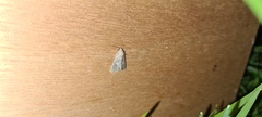 Mesoligia furuncula