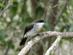 Eopsaltria pulverulenta