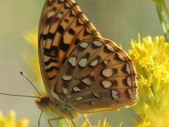 Speyeria egleis