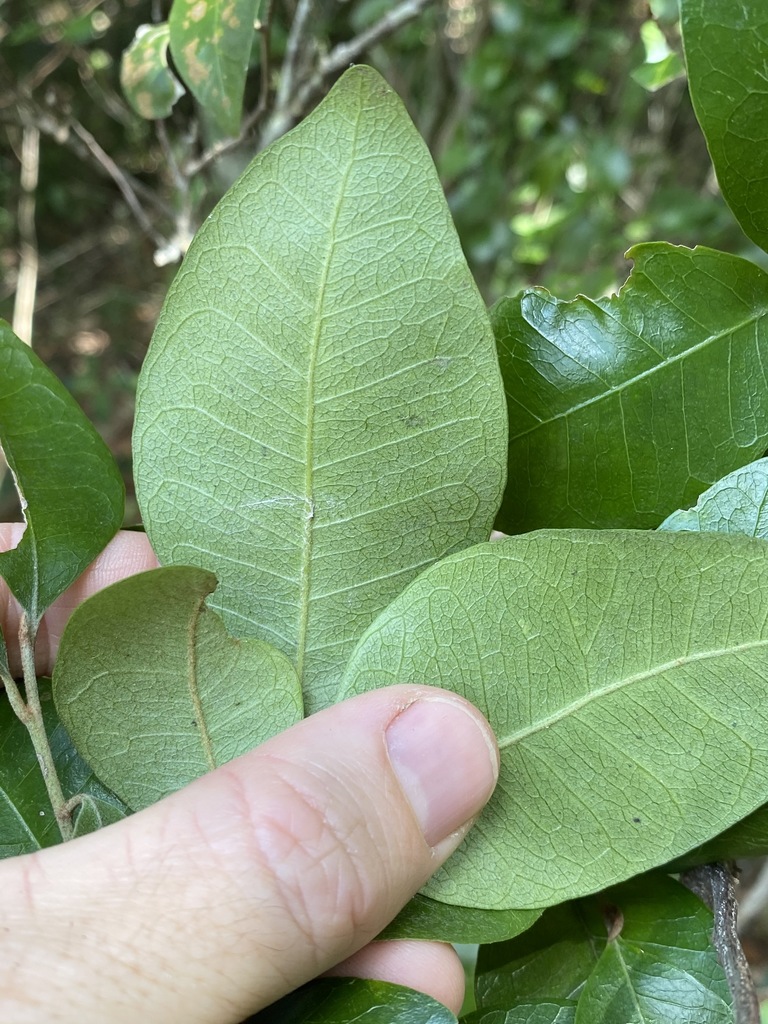 blunt-leaved coondoo