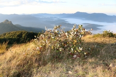 Aria umbellata