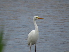 Ardea intermedia plumifera