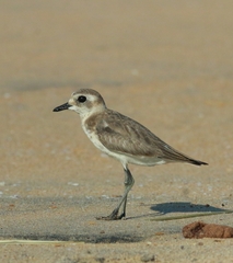 Charadrius mongolus