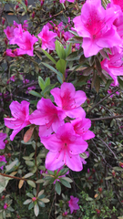 Rhododendron × hybridum