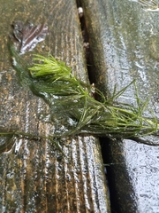 Ceratophyllum