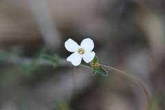 Mitrasacme polymorpha