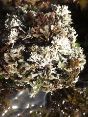 Amphiroa