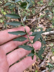 Citrus australis