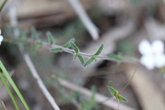 Mitrasacme polymorpha