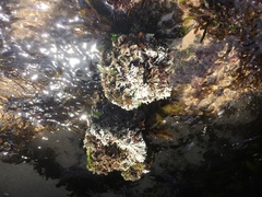 Amphiroa