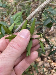 Citrus australis