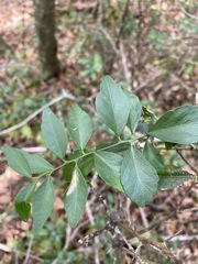Citrus australis