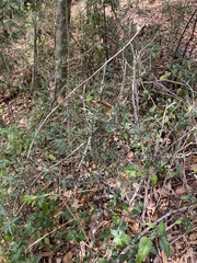 Citrus australis