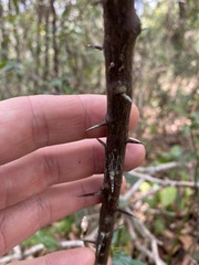 Citrus australis
