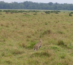Leptailurus serval lipostictus