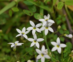 Lobelia pedunculata