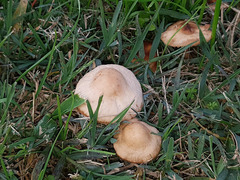Fungi