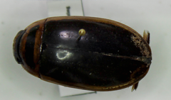 Dytiscus habilis